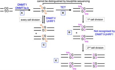 TET Methylcytosine Oxidases in T Cell and B Cell Development and Function